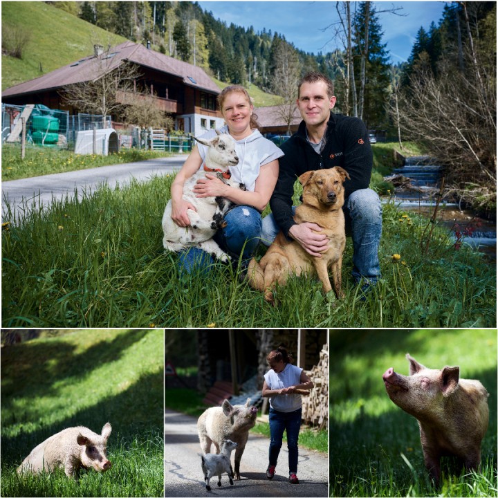 Moser Collage